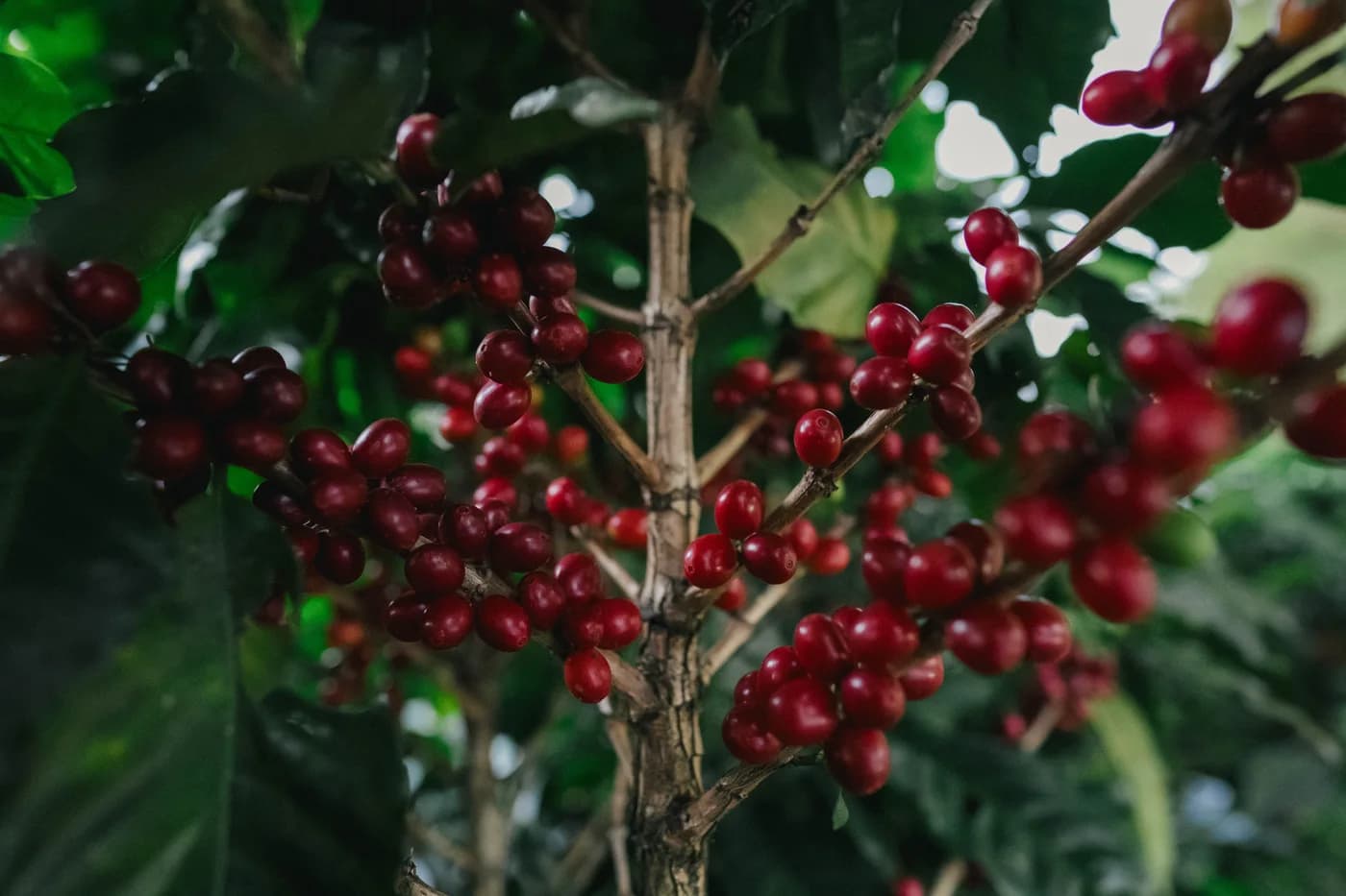 Branches of a coffee tree heavy with ripe coffee cherries.