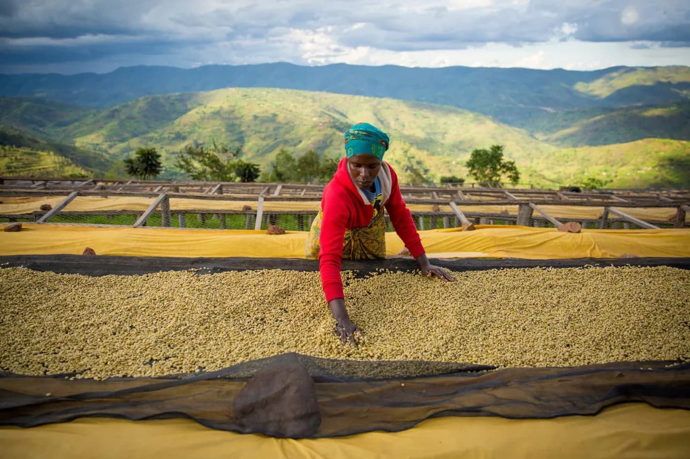 Coffee beans drying on raised beds at a coffee farm, with mountains behind.